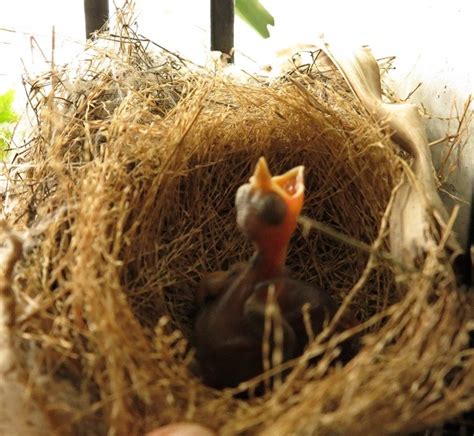 如何讓鳥來築巢|都會鳥巢秘錄｜如何友善對待城市鳥類